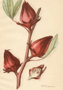 Rozelle. Passmore lithograph 