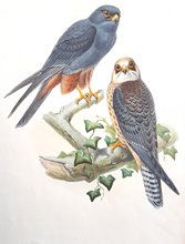 Orange-legged Hobby c1862
